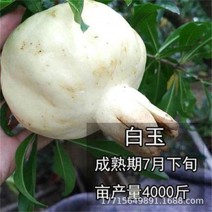 ���hʯ����� �׻���ʯ��ʯ���� ����ʯ����Y���Ϸ������Nֲ