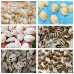 ポンド単位で計量された天然貝殻と法螺貝、手作り素材、DIY金縁貝殻スライス、ブレスレット、ネックレス、衣類