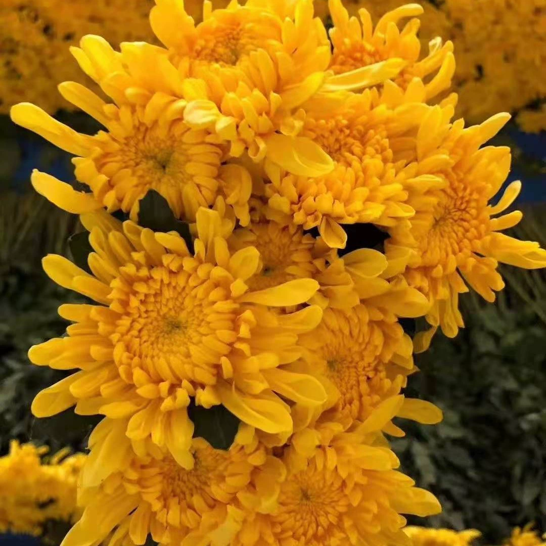 Чэнду база продаж желтой хризантемы, около 70 см в высоту; Четыре сезона. Много Конг.