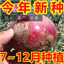紫皮洋葱水果型洋葱种子超甜夏季耐热耐高温蔬菜种子一年四季可种