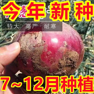 Purple-Skinned Onion Fruit-Shaped Onion Seeds Are Super Sweet Summer Heat-Resistant and High-Temperature-Resistant Vegetable Seeds That Can Be Planted All Year Round