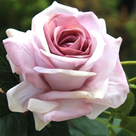 仿真绿植;仿真花;植物工艺品