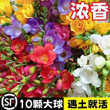 香雪兰种球好养活四季开花大球进口重瓣小苍兰种球混色盆栽带花苞