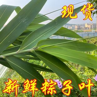 Rice dumpling leaf batch goods winter extra large wild Dragon Boat Festival fresh bag Dragon Boat Festival mans fresh household.