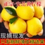 安岳新鲜直发商用黄柠檬