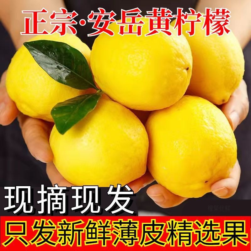 An Yue lemons factory direct shipment thin skin juicy seasonal yellow lemons for milk tea shops commercial fresh fruit wholesale green lime premium