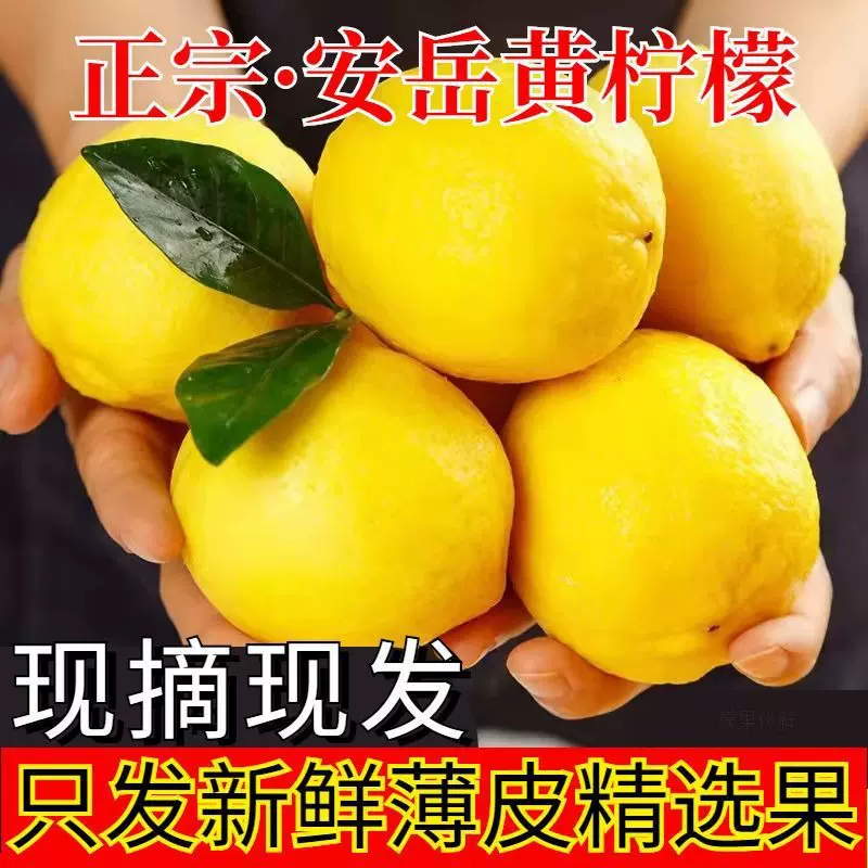 新鲜安岳柠檬产地直发皮薄多汁当季黄柠檬奶茶店商用鲜果柠檬批发