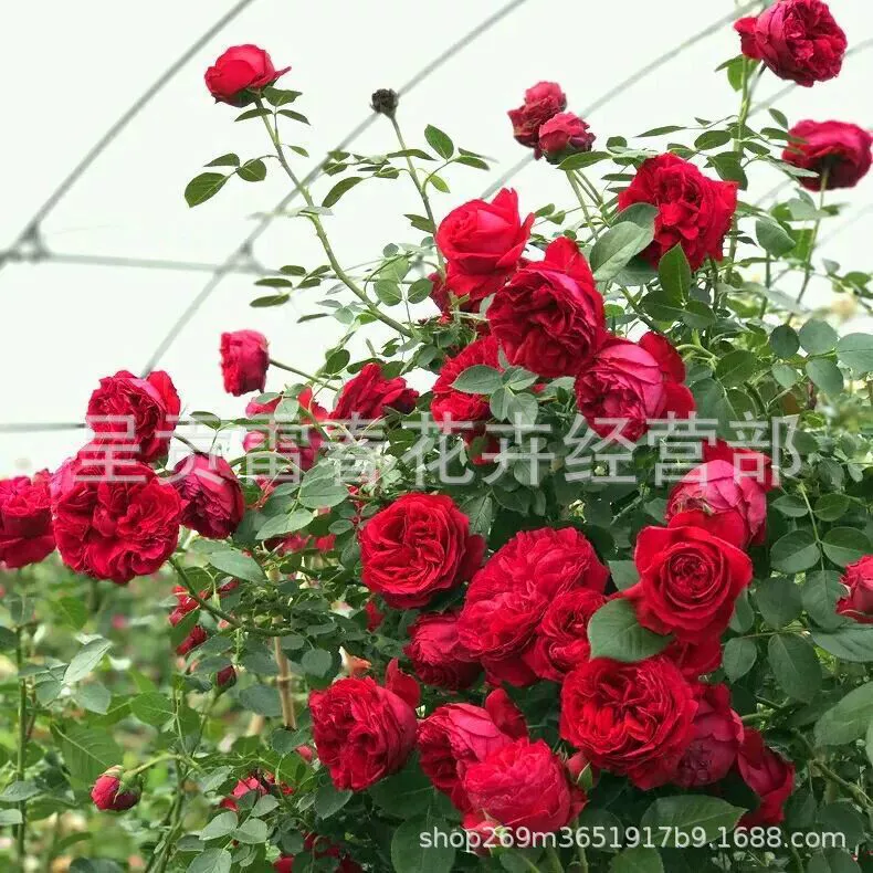 50 минимальный заказ четырехсезонное цветение лоза рассада роз вьющиеся виноградные растения двор большой цветок Роза рассада балконные цветы