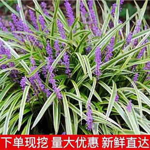 Phnom Penh Ophiopogon Japonicus Seedlings House Courtyard Lawn Greening Ground Cover Grass Flower Shade-Tolerant Broad-Leaf Ophiopogon Japonicus Cold-Resistant Auspicious Grass