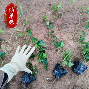 Ivy Potted Seedlings, Chinese Ivy, Engineering, Evergreen, Garden Greening, Climbing Plants
