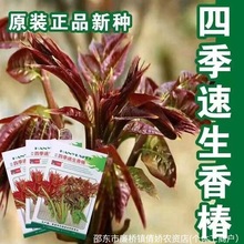 �ļ��㴻�N�������t���㴻�N�Ӽt�~�㴺ѿ����߲˷N���ļ����r��