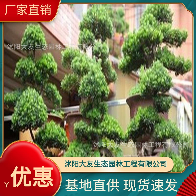 База Оптовая Продажа Саженец сосны Похан Саженец Живописный район Ландшафтный дизайн Дорожный садовый проект Озеленение саженцев