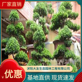 基地批发 自产自销罗汉松树苗 景区造景道路园林工程绿化苗