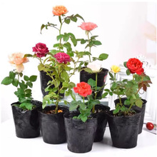 �¼�С��󻨝����ļ��_���Nޱ����������Ԯֲ��ͥԺ�̨õ������