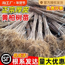 Sؘ紨SSޘ焃Ƥu־GϱNֲ؛