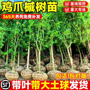 �uצ�ʘ���ԭ����С�~�uצ�����繤�̈@��ͥԺ���ԾG���L������ľ