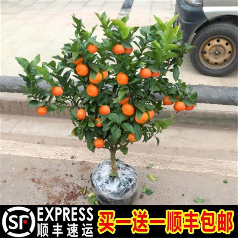 沙糖桔子树苗带果地栽橘子苗树盆栽蜜柑橘南方种植砂糖橘子树果苗