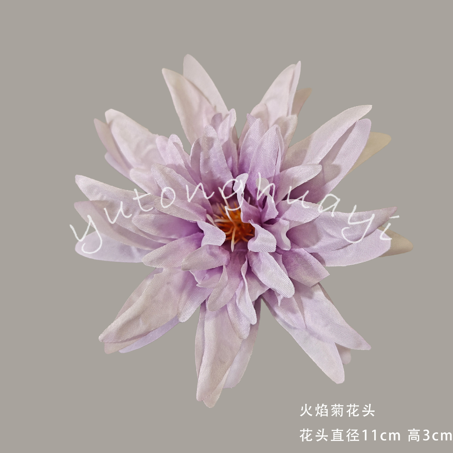 Flame chrysanthemum flowers