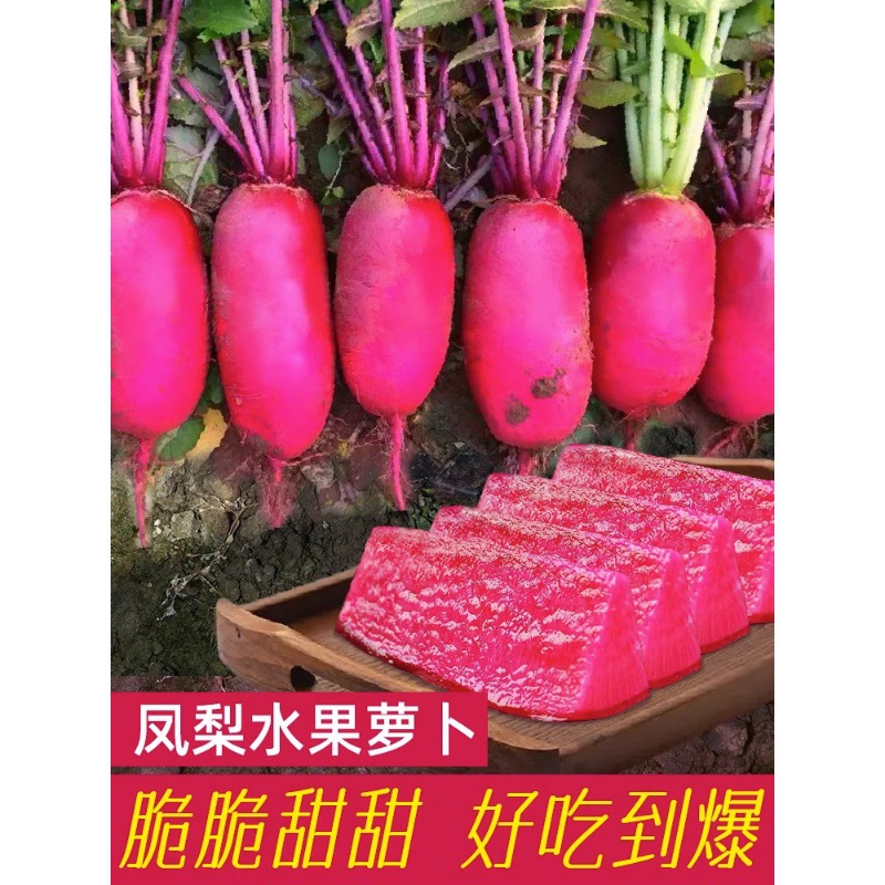 高端凤梨水果萝卜种子红皮红肉种籽四季甜脆蔬菜种子紫美人红萝卜