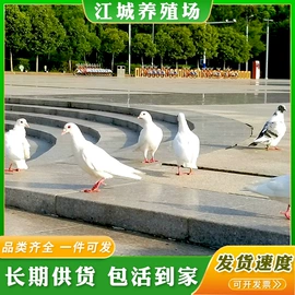特种兽畜;特种珍禽;其他装饰摆件