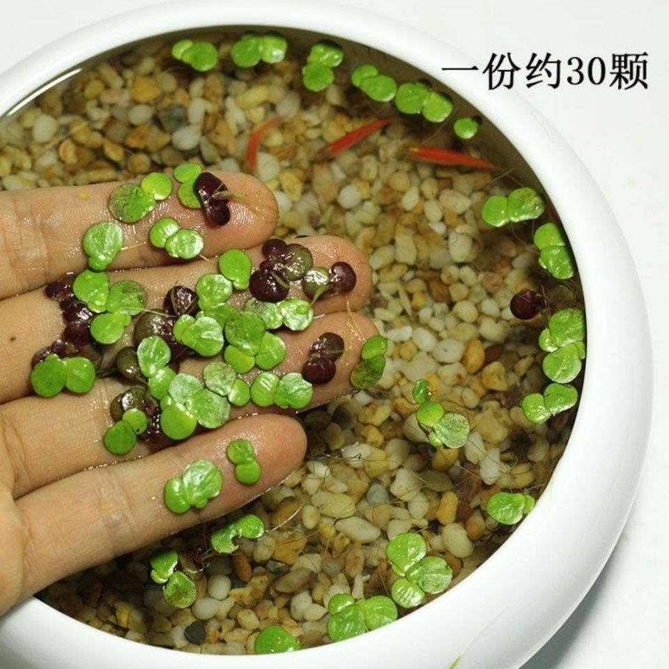 紫背浮萍养鱼养龟改善水质美化水面净化水质水质造景适用水草活体|ru