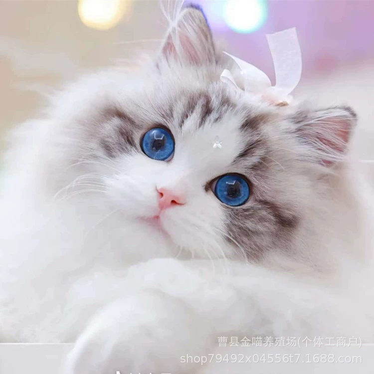 Чистокровная кукольная кошка живая кошка