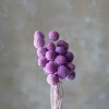 Pink and purple (a bunch of 20 pieces)