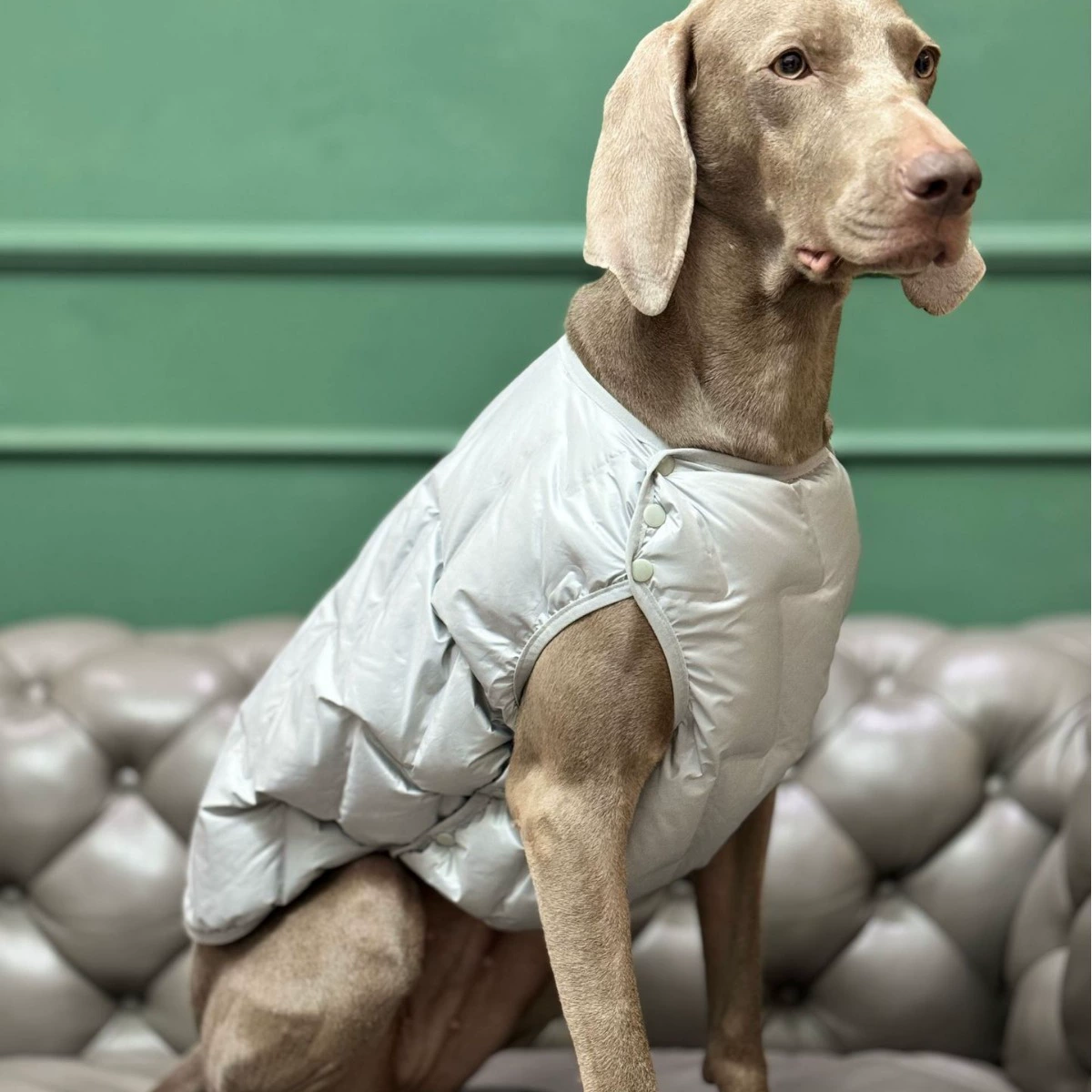 Зимняя хлопковая куртка BEIOU Beow Pet, пуховик для собак, ветрозащитный двусторонний осенне-зимний жилет для собак и кошек