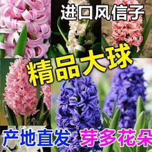 风信子种球四季耐寒易活花卉盆栽水培植物套装室内绿植郁金香种球