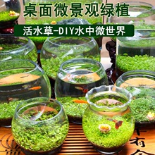 创意缸生态鱼缸水种子籽懒人微景观DIY室内生态瓶玻璃水培植物