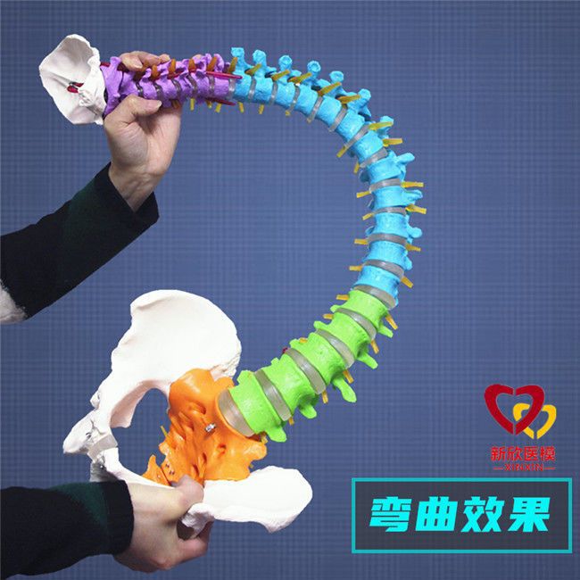 人体脊柱模型1:1成人正骨医学医用练习颈椎胸椎腰椎脊椎教学骨架