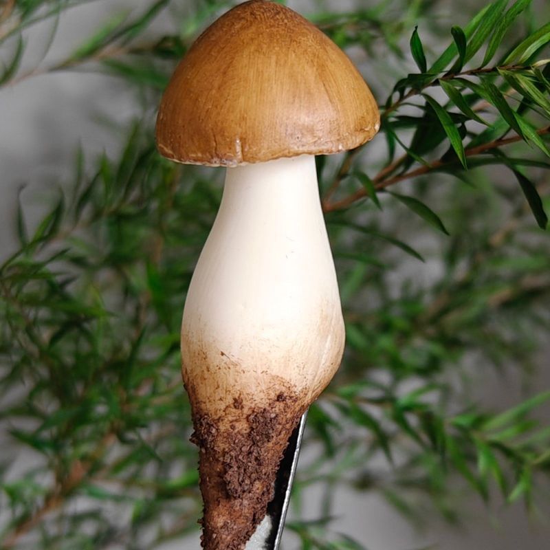 云南野生菌冰箱贴 手工制作 磁铁冰箱贴 蘑菇冰箱贴 冰箱贴磁吸式|undefined