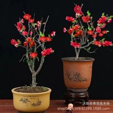 ����ֱ�l���Ժ��Ļ��� �L�۹ں����辰 �����_���Gֲ�����҃�