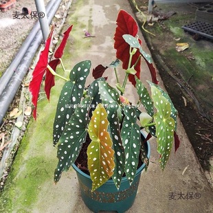 �k��һ�������ﺣ���⹫�Ҵ��l���������;Gֲ������l�Ի���̫��