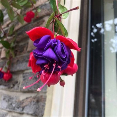 Los pétalos dobles cuelgan boca abajo, las plántulas de la campana dorada, las linternas, las plantas en macetas, las plantas verdes de interior, los balcones, las flores florecen en todas las estaciones, las flores continúan floreciendo