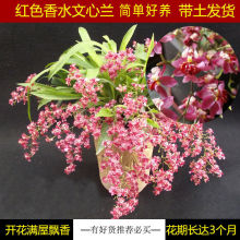 【全部带花苞、原杯发货】红黄粉色梦香文心兰花苗开花满屋飘香花