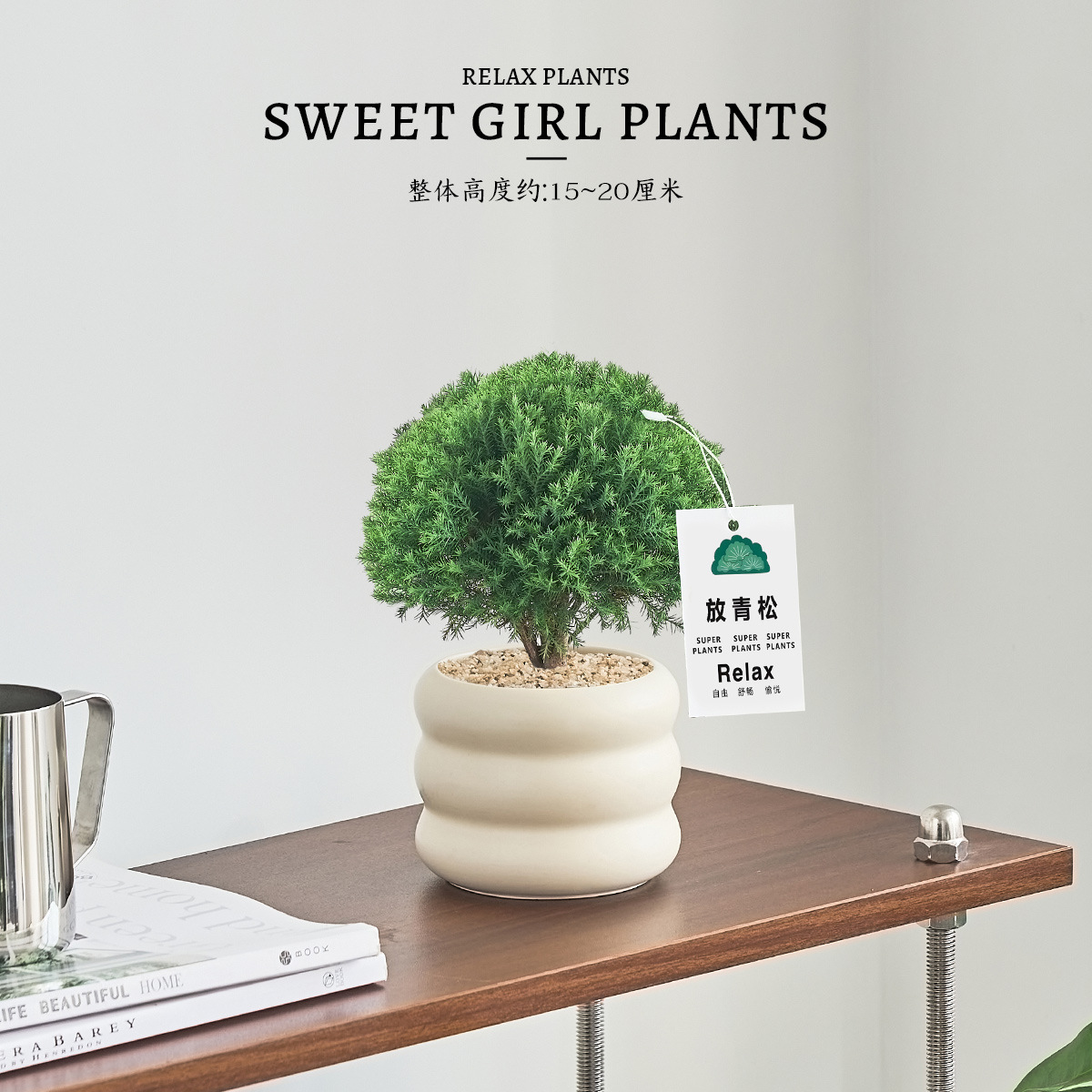 Pequeño bonsai verde en la sala de estar de escritorio de la oficina, hoja perenne en todas las estaciones, buena alimentación emocional estable image 10