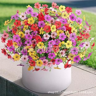 �羳���R�d���滨�ٻ�7���ȼ������_�mС�����Gֲ���ϻ��Ҿ�ͥԺ