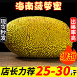 海南菠萝蜜一整个干苞新鲜水果黄肉菠萝蜜脆甜当季整箱包邮特产