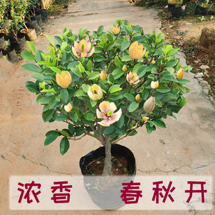 ��Ц���������҃��̨ͥԺ���Դ�����Ϸ��ļ��_���ͺ�ֲ��Gֲ