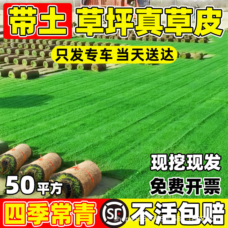 马尼拉草皮带土草坪台湾草带泥土真草坪果岭草庭院工程园林绿化