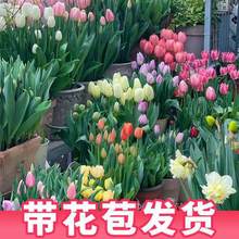 郁金香盆栽带花苞发货水培花卉植物耐寒花种子盆栽花苗鲜花年宵花