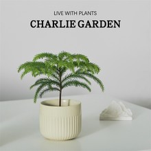 南洋杉盆栽办公室桌面摆件懒人绿植圣诞树吸甲醛耐阴好养北欧 ins