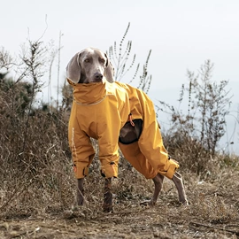 狗狗服装;狗狗牵引