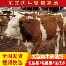 出售活体牛犊西门塔尔牛改良牛肉牛牛犊价格哪里有卖批发肉牛的