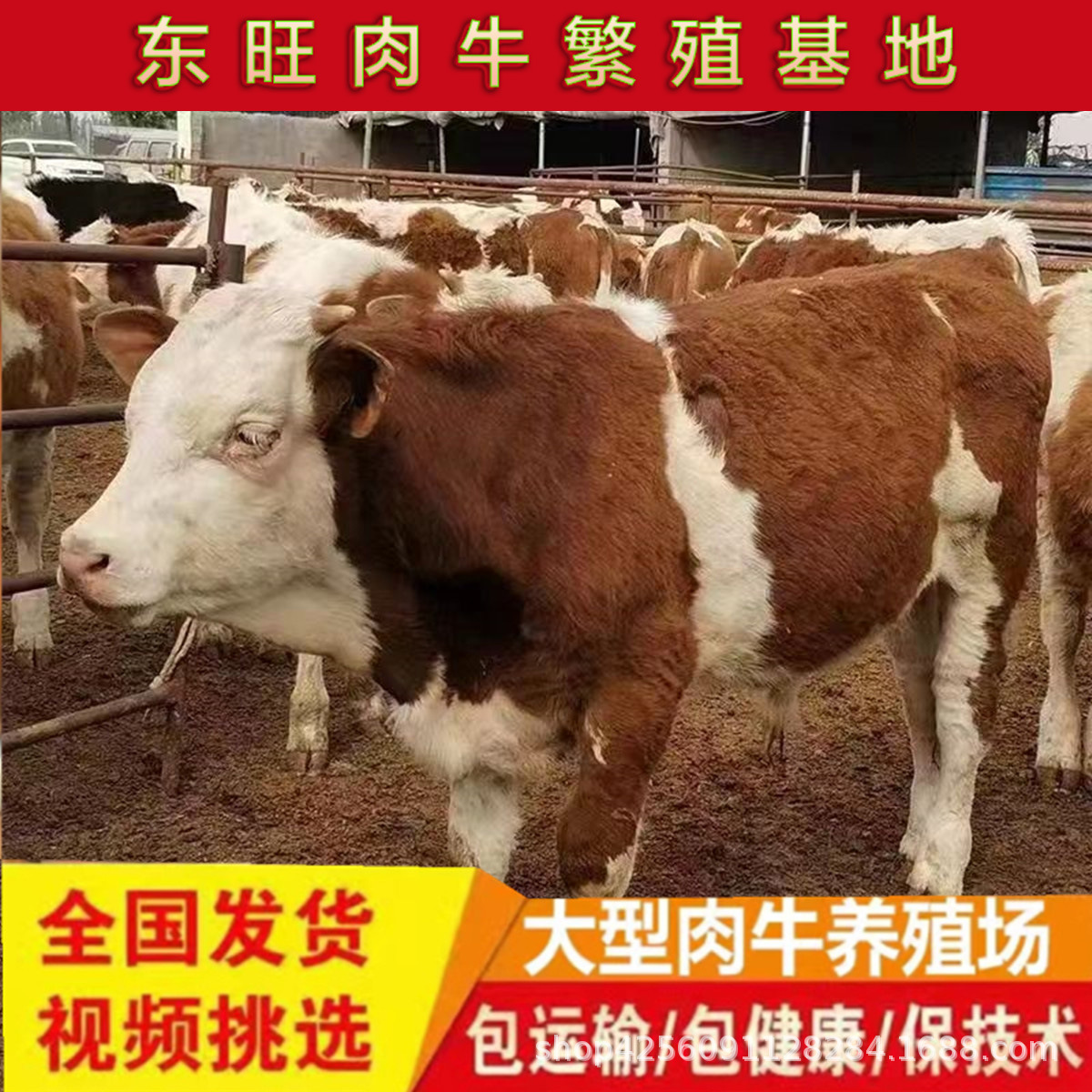 出售活体牛犊西门塔尔牛改良牛肉牛牛犊价格哪里有卖批发肉牛的