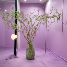 龙柳鲜枝水养懒人水培植物水里养的花落地易成活高端客摆四季绿植