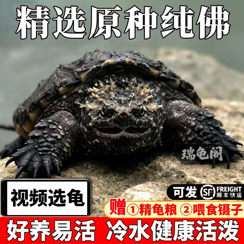 Purebred alligator snapping turtle, a pet turtle that recognizes its owner, original species, small size, suitable for beginners, North American juvenile fish Purebred alligator snapping turtle, a pet turtle that recognizes its owner, original species, small size, suitable for beginners, North American juvenile fish