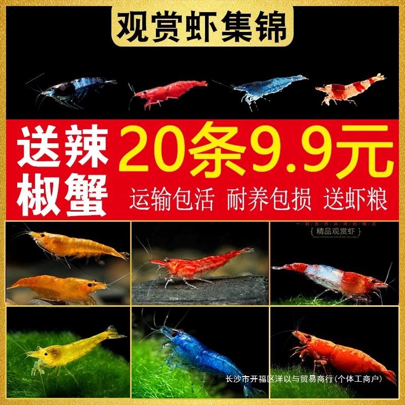 Свежие креветки, декоративные креветки, пресноводные черные креветки, креветки с цветком вишни, очень популярные креветки, маленькие сапфировые креветки, удаляющие водоросли, креветки для домашних животных, холодные водные креветки.