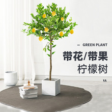 香水柠檬树盆栽绿植大型室内客厅阳台四季开花植物好养水培庭院